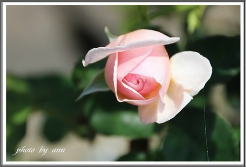 隨拍~花與果(士林官邸)12.jpg
