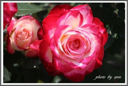 隨拍~花與果(士林官邸)11.jpg