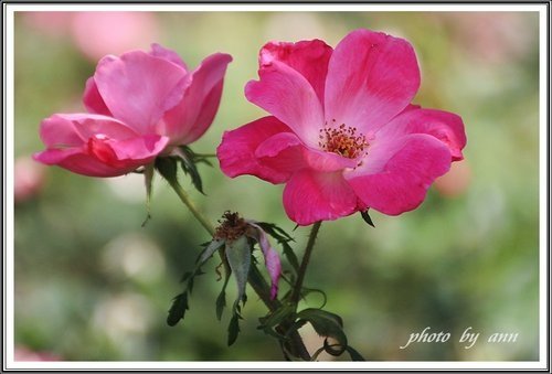 隨拍~花與果(士林官邸)14.jpg