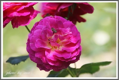 隨拍~花與果(士林官邸)15.jpg