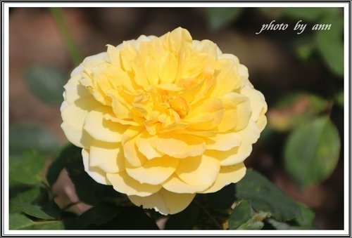 隨拍~花與果(士林官邸)13.jpg