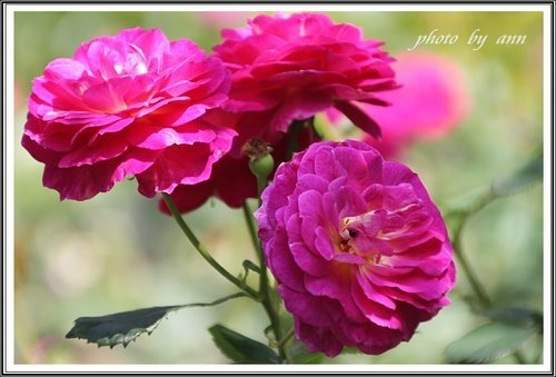 隨拍~花與果(士林官邸)16.jpg