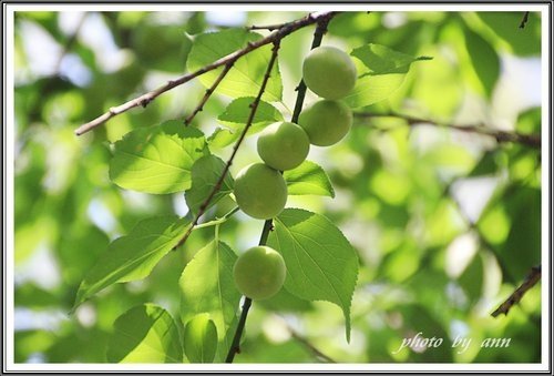 隨拍~花與果(士林官邸)19.jpg