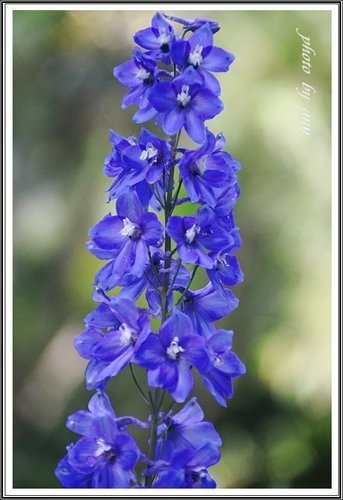 隨拍~花與果(士林官邸)20.jpg