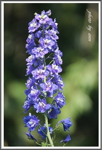 隨拍~花與果(士林官邸)21.jpg