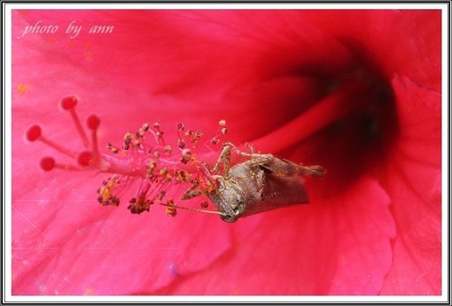 隨拍~花與果(士林官邸)23.jpg
