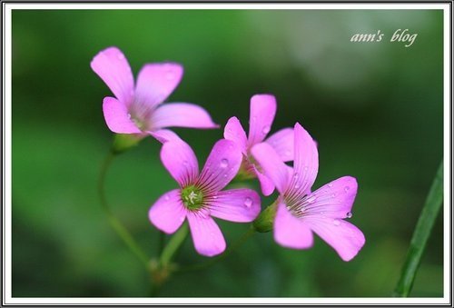 隨拍~花與果(士林官邸)28.jpg