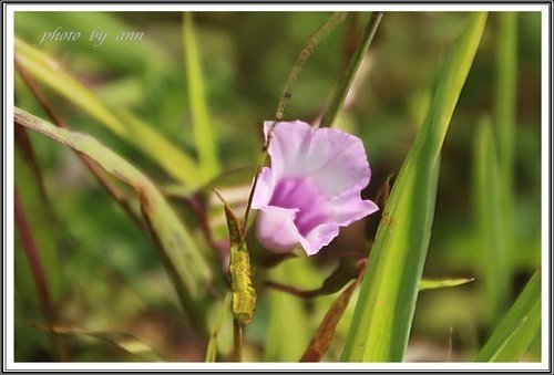 鳥語花香陶藝特展+關渡大橋景觀樓賞景28.jpg