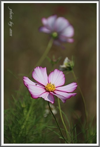 鳥語花香陶藝特展+關渡大橋景觀樓賞景30.jpg