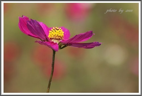 鳥語花香陶藝特展+關渡大橋景觀樓賞景31.jpg