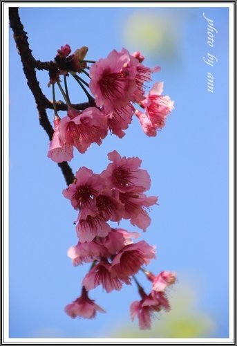 陽明公園賞花(二)~0312 06.jpg