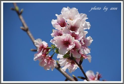 陽明公園賞花(二)~0312 05.jpg