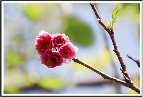 陽明公園賞花(二)~0312 02.jpg