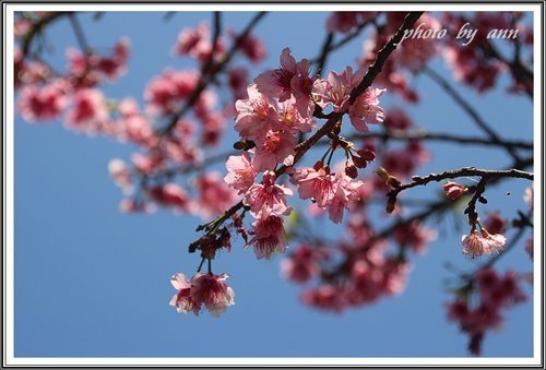 陽明公園賞花(二)~0312 03.jpg