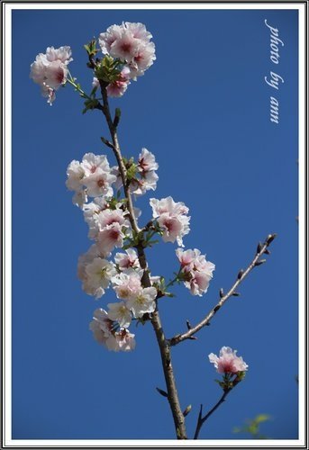 陽明公園賞花(二)~0312 10.jpg