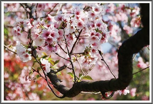 陽明公園賞花(二)~0312 12.jpg