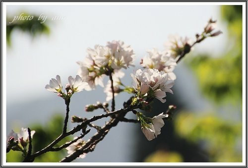 陽明公園賞花(二)~0312 09.jpg