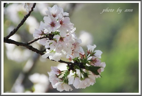 陽明公園賞花(二)~0312 14.jpg