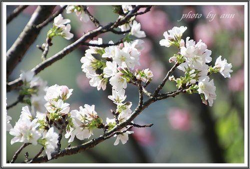 陽明公園賞花(二)~0312 16.jpg
