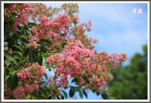 20130728校園紫薇~2013 03.jpg