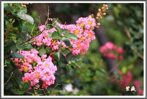 20130728校園紫薇~2013 05.jpg