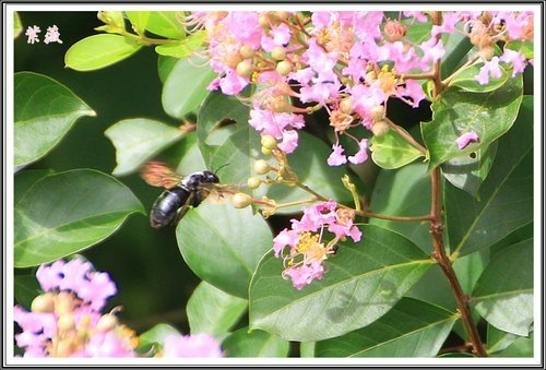 20130728校園紫薇~2013 07.jpg