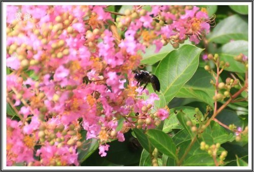 20130728校園紫薇~2013 10.jpg