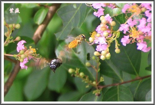 20130728校園紫薇~2013 12.jpg