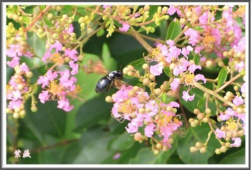 20130728校園紫薇~2013 13.jpg