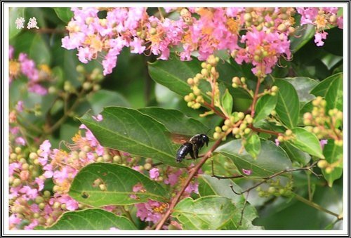 20130728校園紫薇~2013 17.jpg