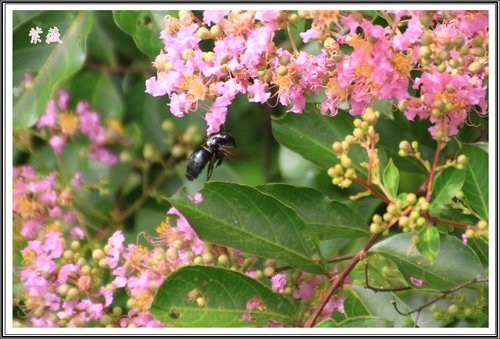 20130728校園紫薇~2013 19.jpg