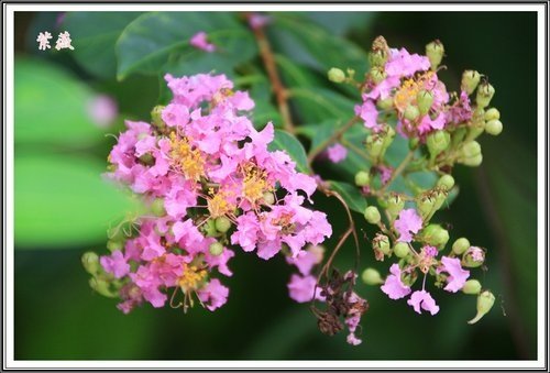20130728校園紫薇~2013 26.jpg