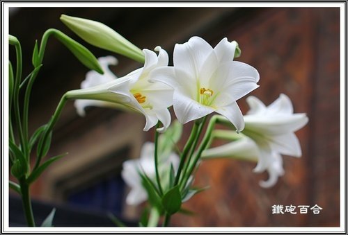 台灣百合VS.鐵砲百合06.jpg