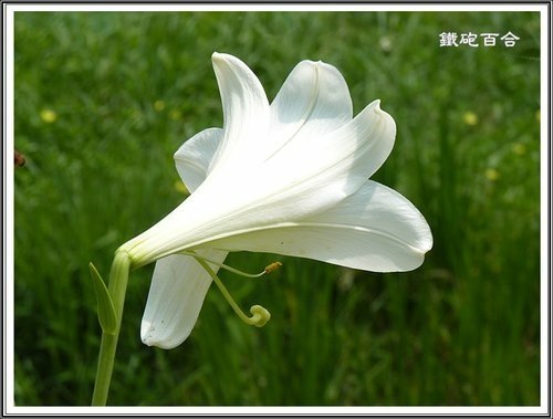 台灣百合VS.鐵砲百合13.jpg