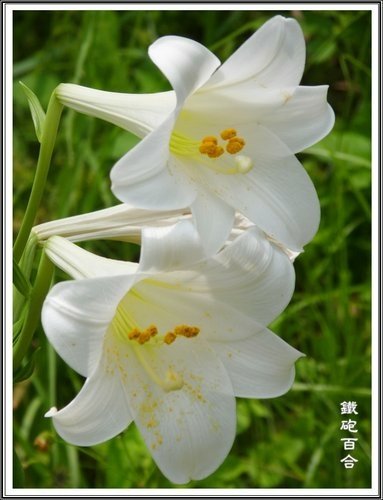 台灣百合VS.鐵砲百合14.jpg