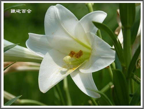 台灣百合VS.鐵砲百合12.jpg