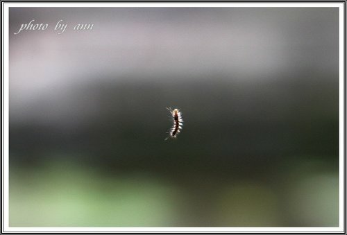 板橋林家花園隨拍~20130503 05.jpg