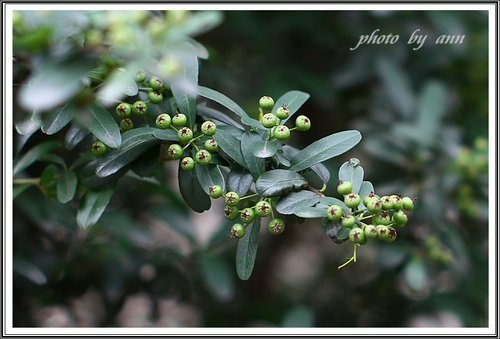板橋林家花園隨拍~20130503 32.jpg