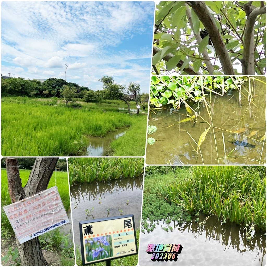 濕地賞荷2023060807.jpg