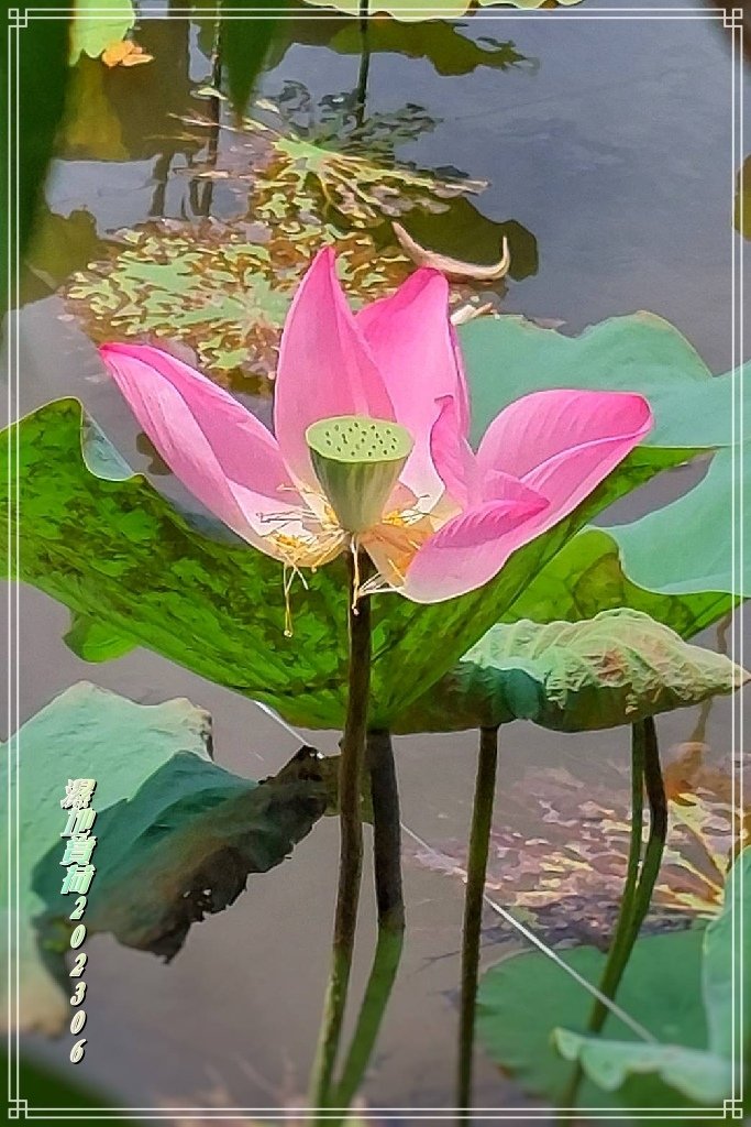 濕地賞荷2023060815.JPG