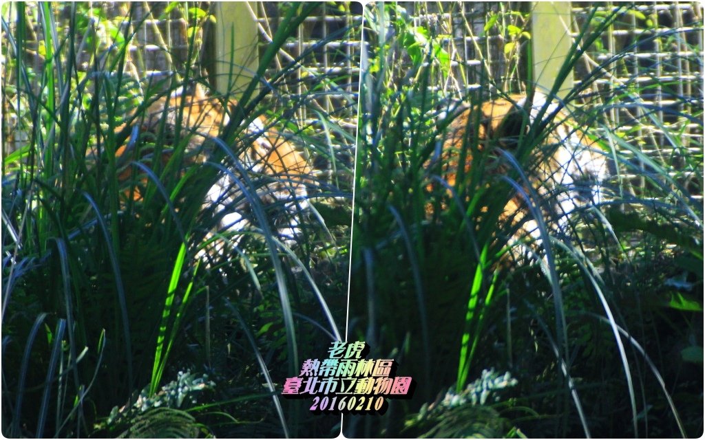 臺北市立動物園2016021019.jpg
