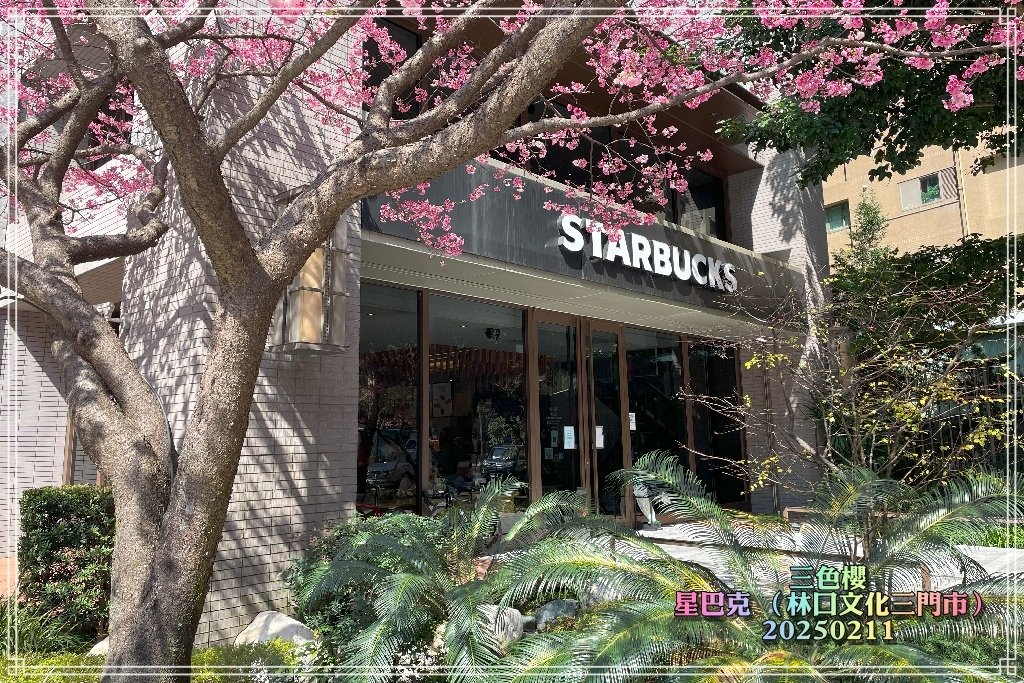 星巴克(林口文化三門市）三色櫻2025021104.jpg
