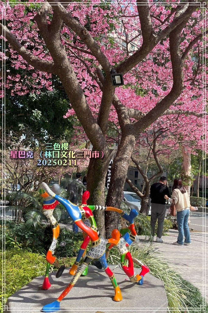 星巴克(林口文化三門市）三色櫻2025021106.jpg