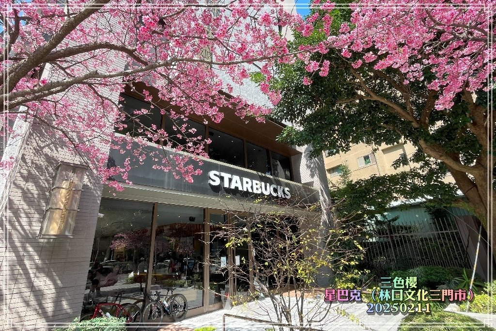 星巴克(林口文化三門市）三色櫻2025021107.jpg