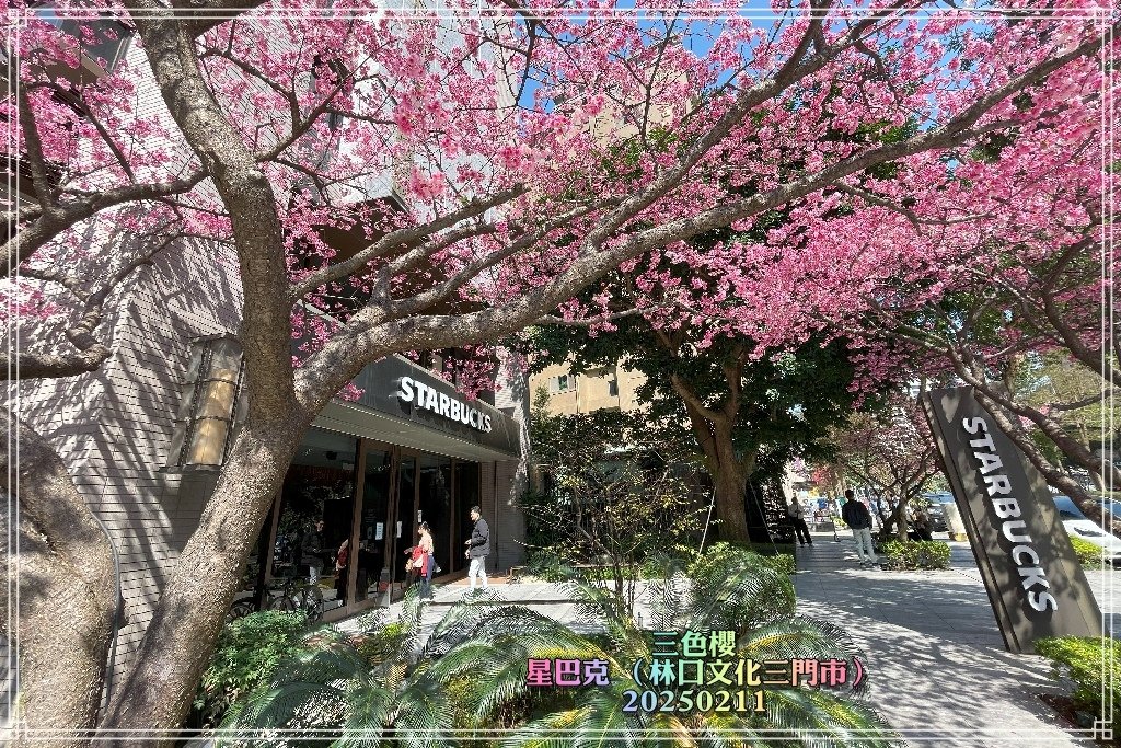 星巴克(林口文化三門市）三色櫻2025021112.jpg