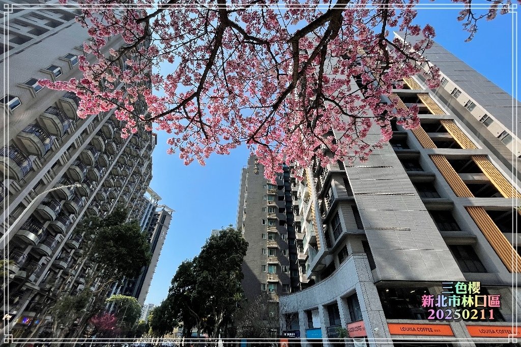 星巴克(林口文化三門市）三色櫻2025021114.jpg