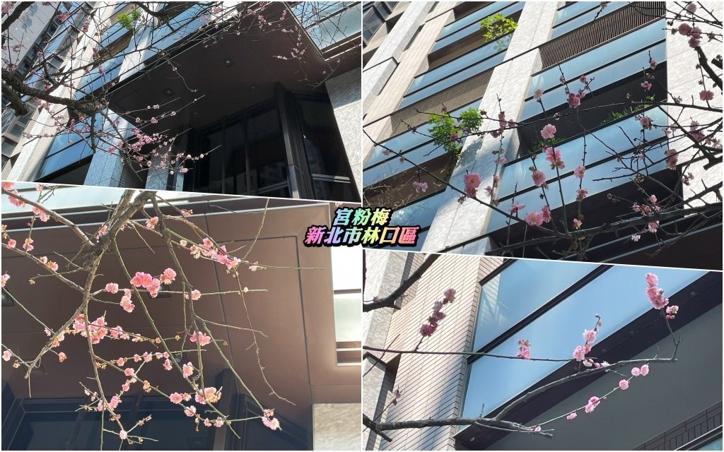 宮粉梅-新北市林口區20250211.jpg