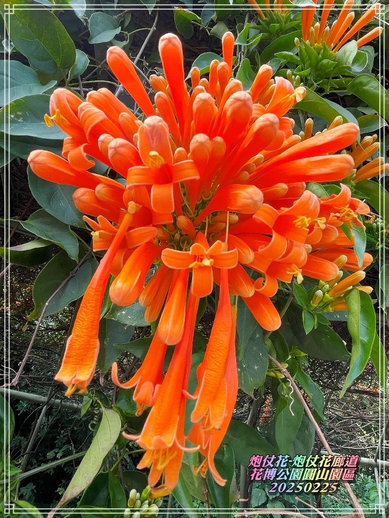 花博公園圓山園區2025022503.jpg