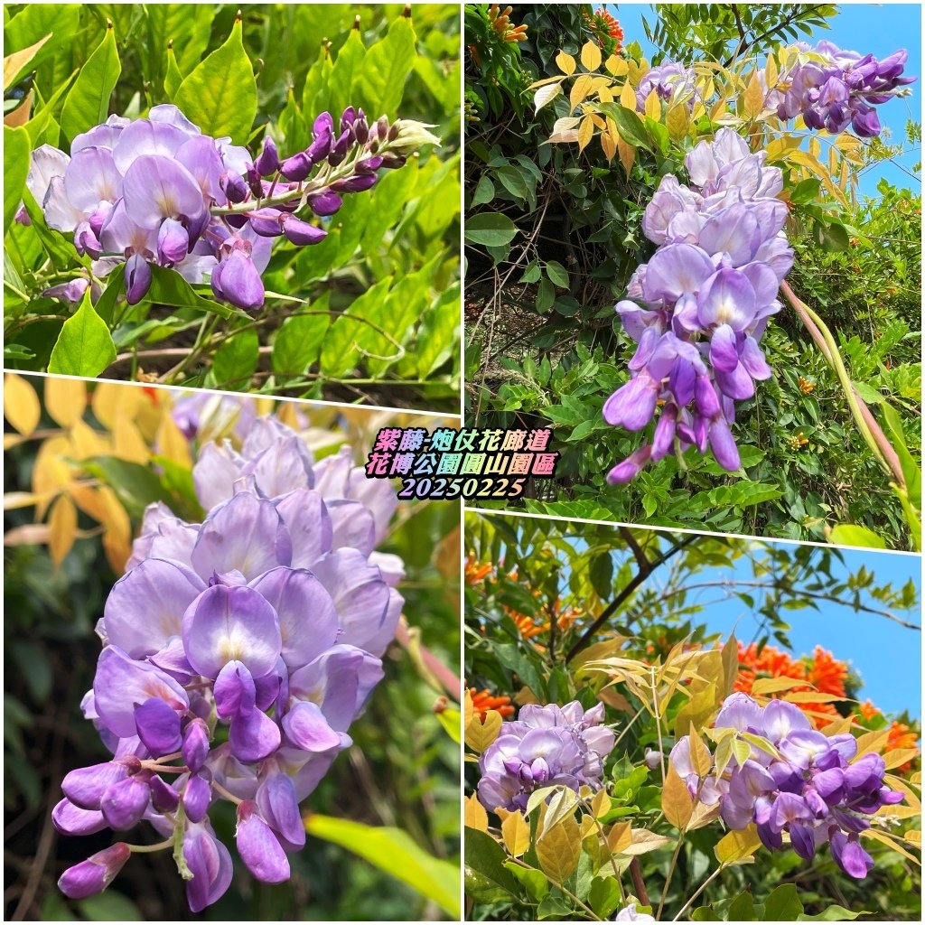花博公園圓山園區2025022506.jpg