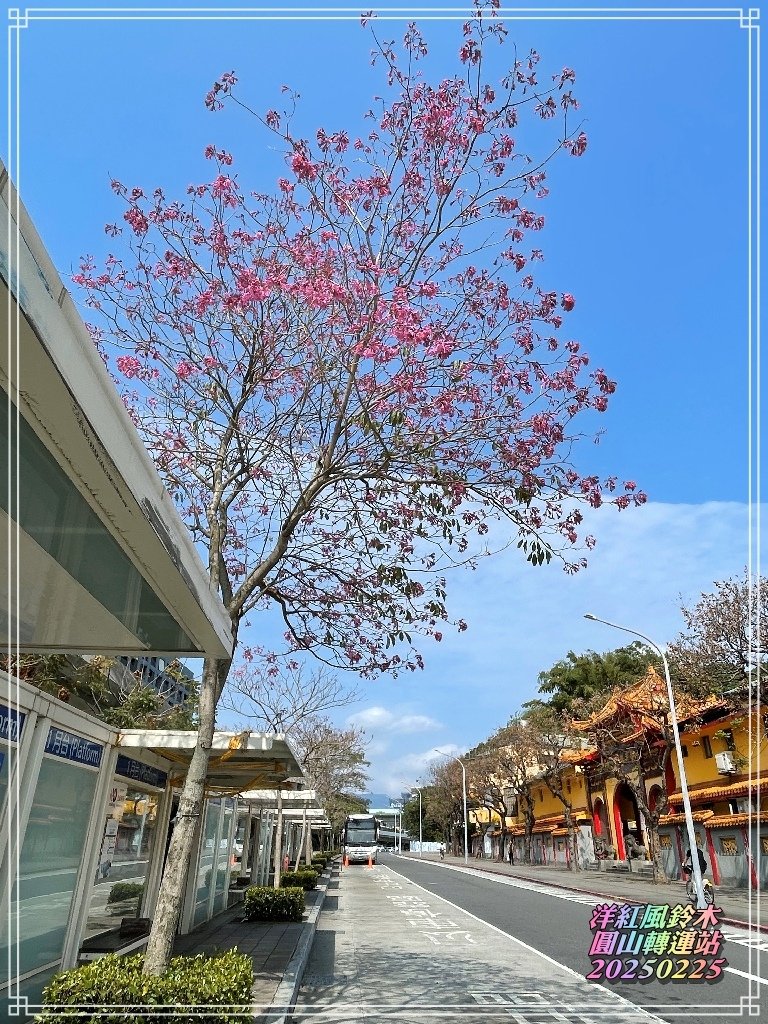 圓山轉運站洋紅風鈴木20250225.jpg